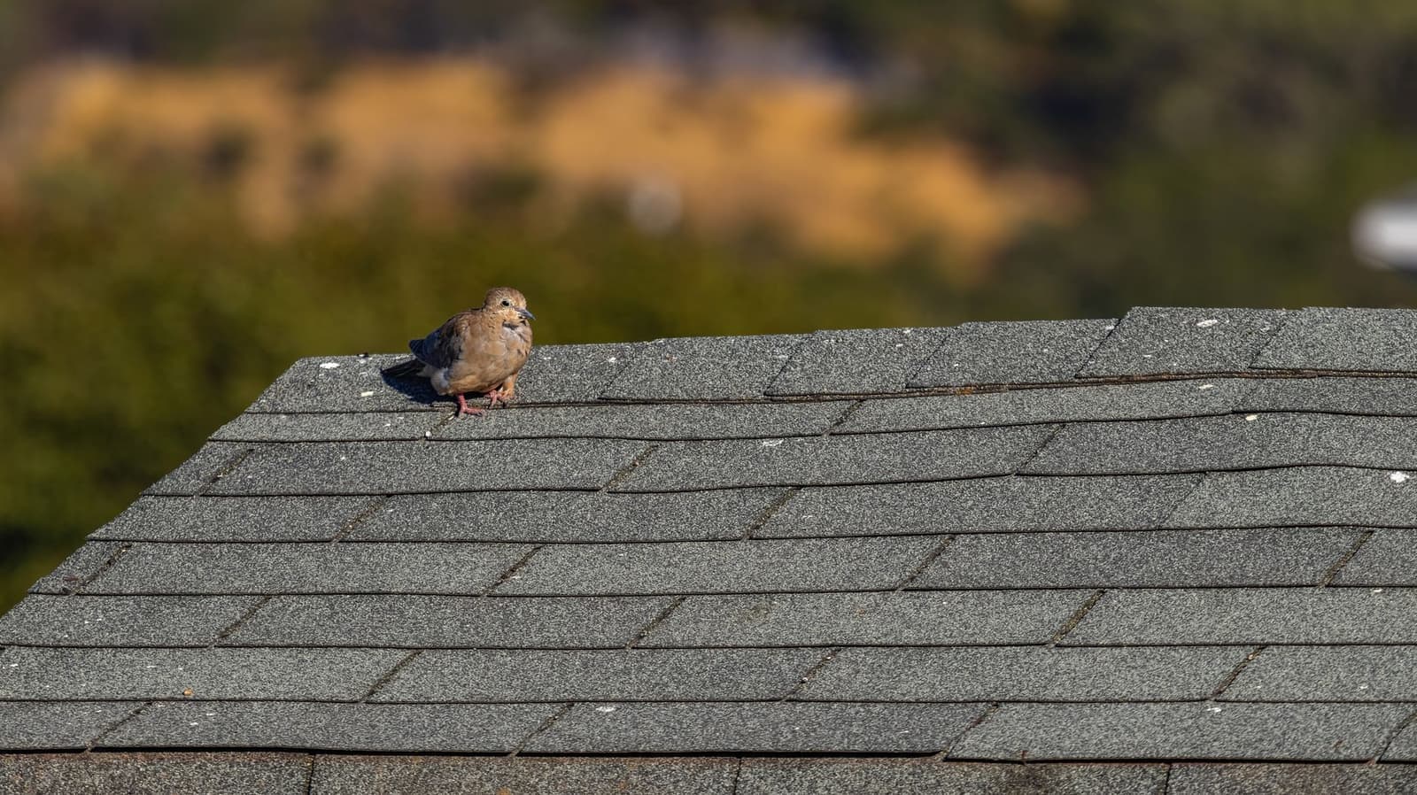 Small bird on an asphalt shingle roof